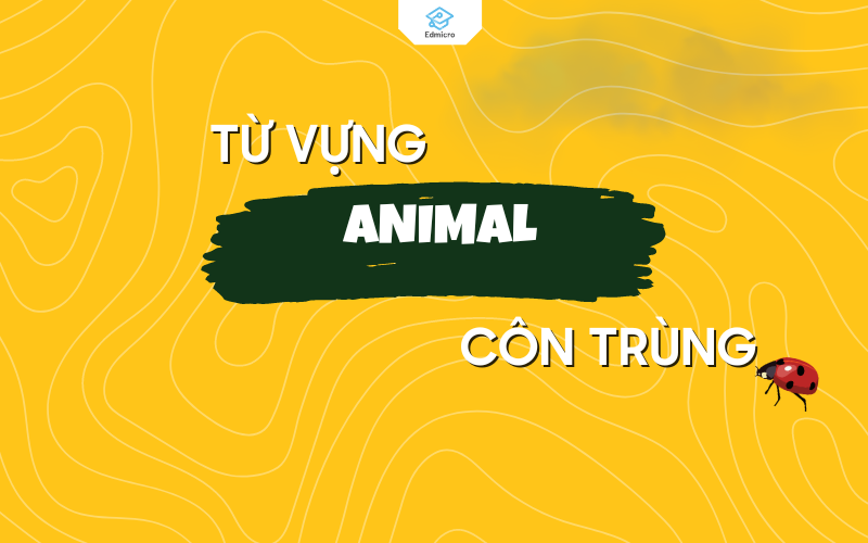 Từ vựng về côn trùng